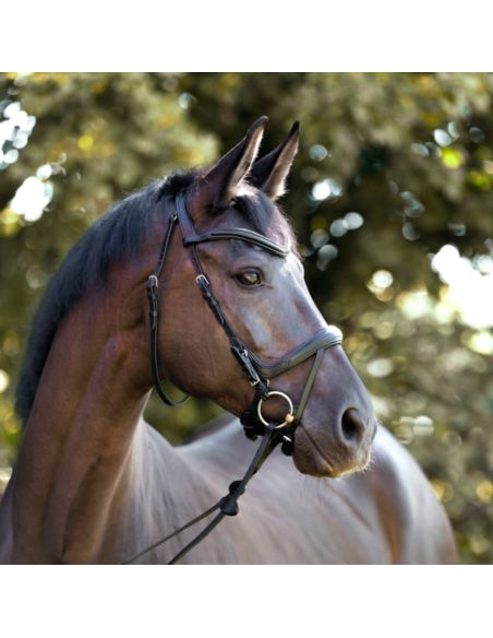 Ogłowie Cajus KAVALKADE