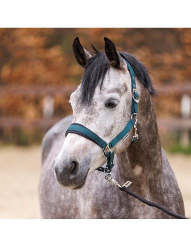 Kantar Classic Simple KAVALKADE